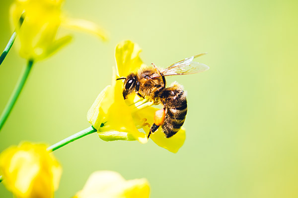 A close-up image capturing a bee with translucent wings pollinating a vibrant yellow flower, set against a soft-focus green background, highlighting the intricate details of the bee’s fuzzy body and the delicate flower petals.