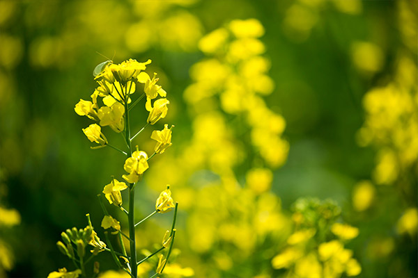 A close-up of a bright yellow flowering plant with multiple blossoms, set against a blurred green background, emphasizing the vibrant details of the flowers