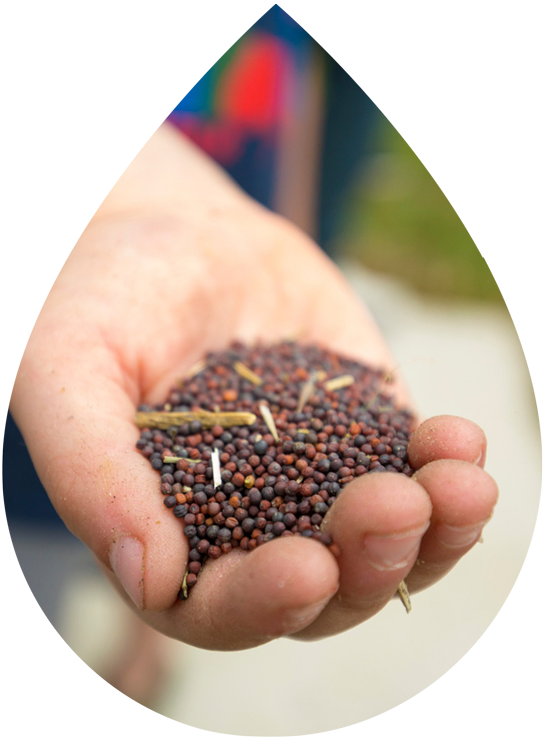 Close-up of a hand holding an bunch of canola grains