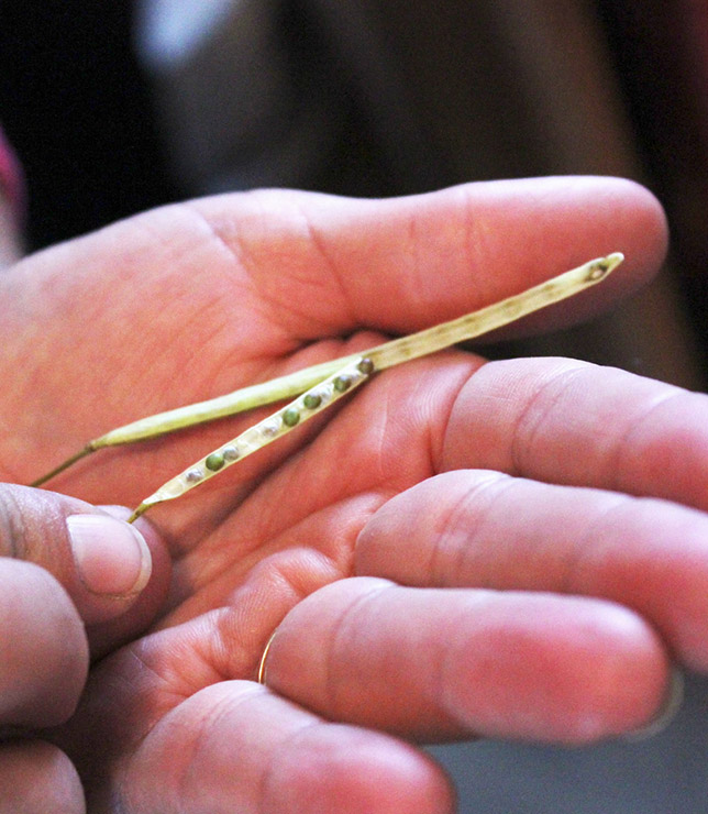 Close-up of a hand holding an opened canola pod, revealing small green seeds inside