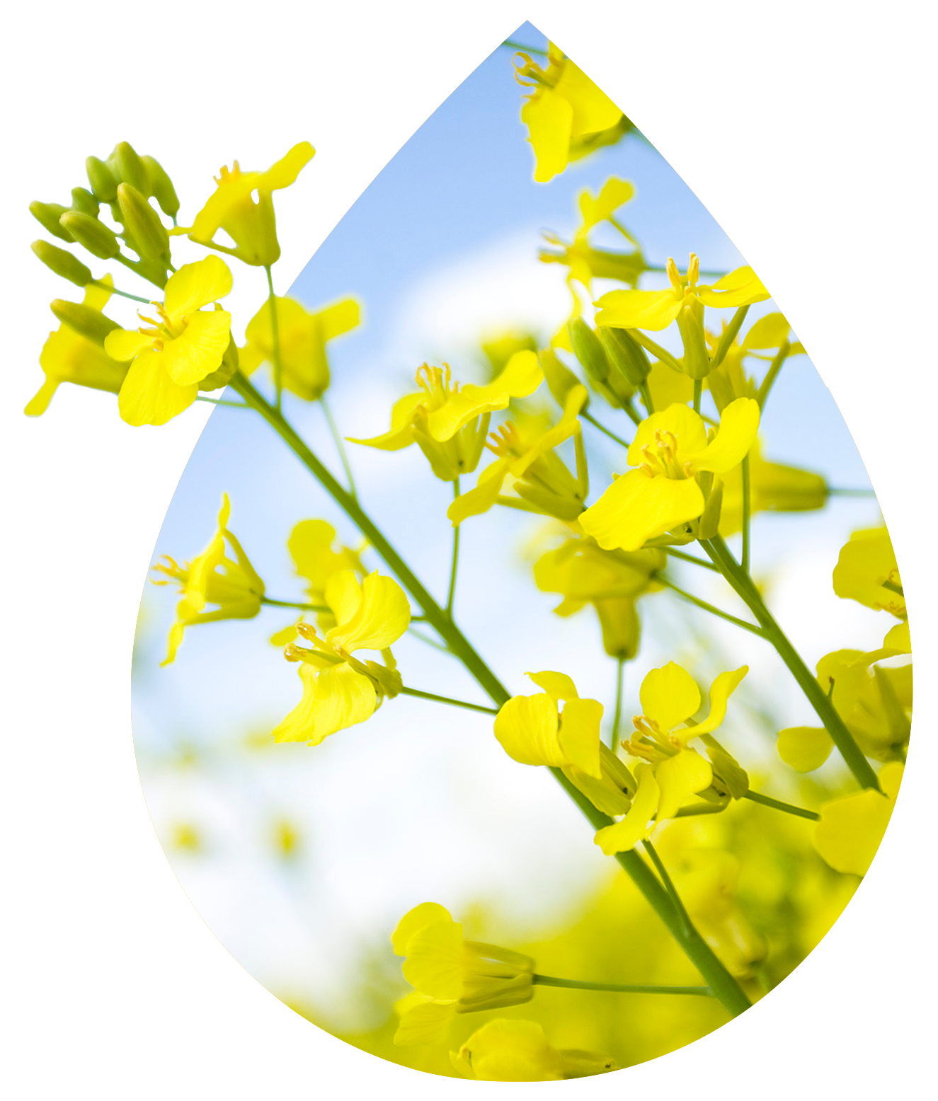 Bright yellow canola flowers bloom against a clear blue sky, captured within a teardrop-shaped frame. The vibrant petals symbolize nature's beauty and the potential of renewable resources. This image conveys a sense of freshness and vitality.