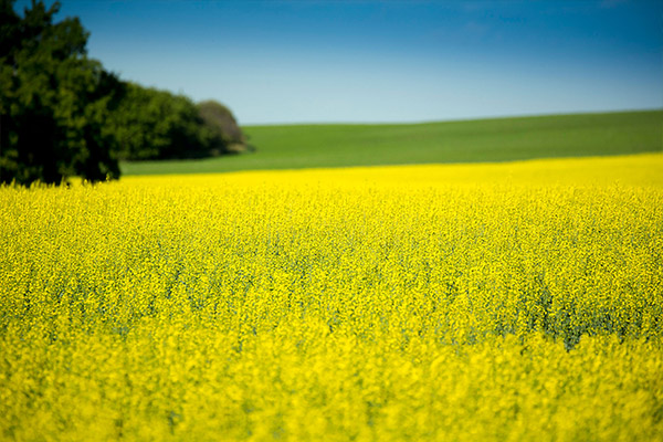 A vibrant yellow field of flowering plants under a clear blue sky, with a line of green trees on the left side, creating a striking contrast between the bright yellow flowers and the deep blue sky.