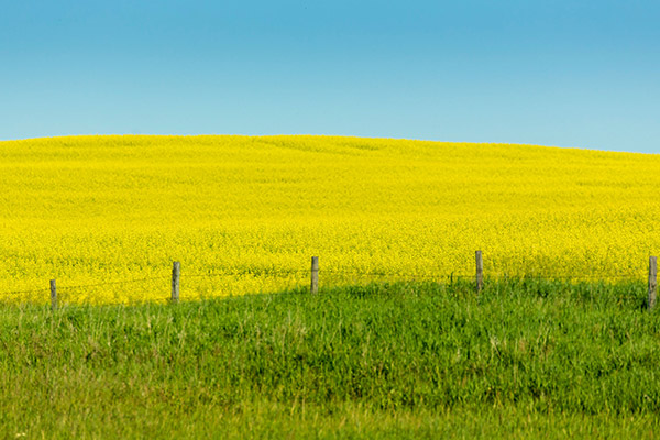 A vibrant landscape with lush green grass in the lower area and bright yellow flowering plants in the upper area, separated by a series of wooden fence posts connected by wire, under a clear blue sky.