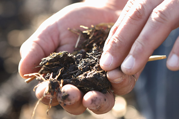 A close-up of two hands holding a clump of soil with bits of plant material, highlighting the soil’s quality and composition, relevant to agriculture, gardening, or environmental science