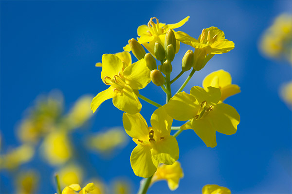 Close-up of a Canola plant