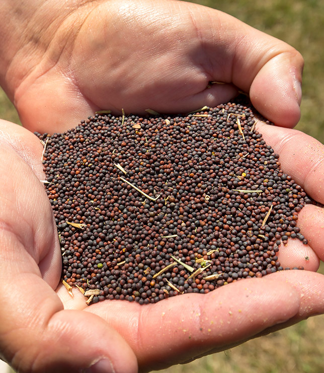 Two hands holding a handful of canola grains