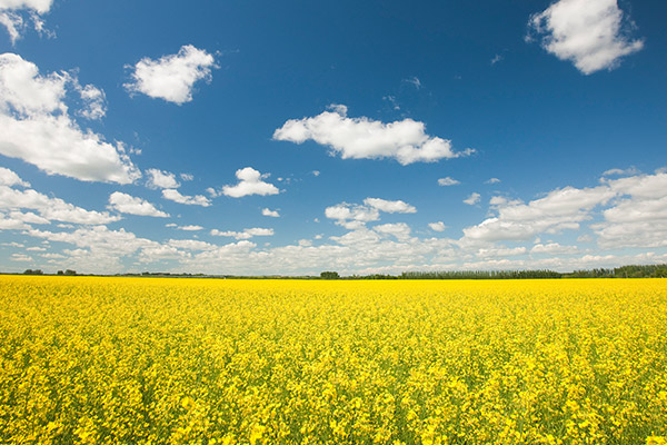 A picturesque canola farm landscape under a clear, vibrant blue sky.