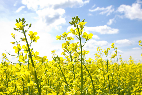 A vibrant field of yellow flowers in full bloom under a clear blue sky with scattered clouds. The bright yellow flowers, possibly rapeseed or mustard, dominate the foreground, creating a picturesque scene of natural beauty and growth